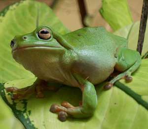 Australia frog