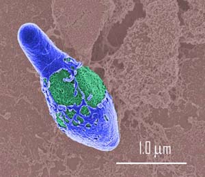 Bacillus - Clostridium