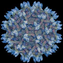 Dengue Virus Model