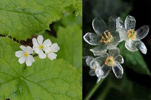 Transparent flowers when it rains