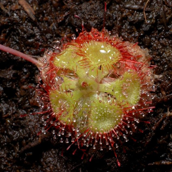 Sundew