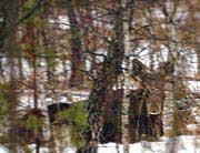 Elk