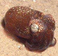 Euprymna tasmanica