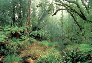 Rainfall measured in forested areas is several times greater than in non-forested areas