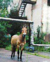 Horse