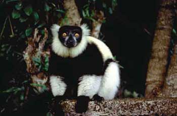 Lemur Gibbon