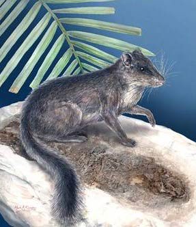 Laonastes aenigmamus