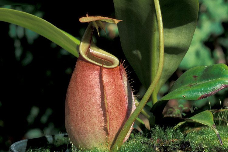 Pitcher Plant