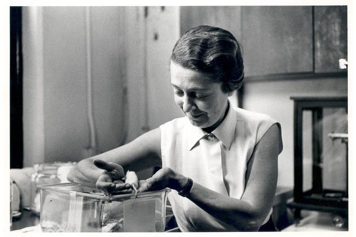 Rita Levi-Montalcini in the laboratory in 1959.