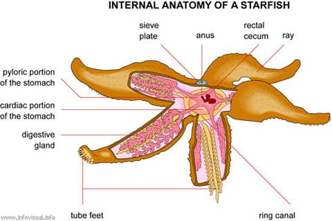 Anatomy of a Starfish