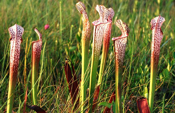 Sarracenia