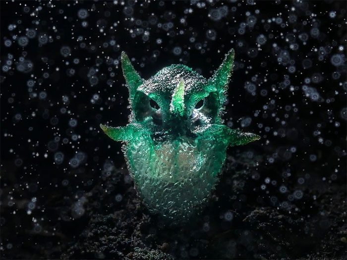 Thismia thaithongiana resembles a grumpy owl