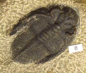 Trilobite Fossil