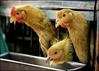 China confirms avian influenza virus has mutated