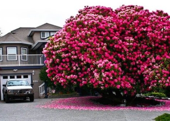 admire 16 most expensive trees in the world 98570