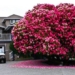 admire 16 most expensive trees in the world 98570