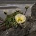 admiring the last bouquets of flowers in the worlds pole 134319