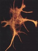 affordable and safer cancer treatment 3698
