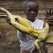 amazing species of frog not exceeding 1m in length weighting 8kg 49463