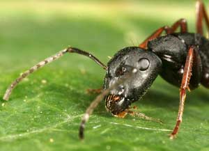 The "chemical language" of ants is called pheromones