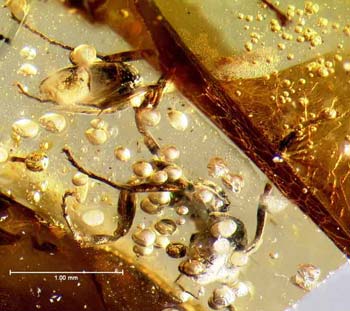 ant amber