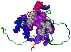 Aptamer