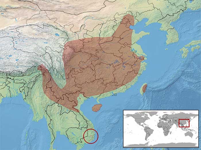 Distribution map of the Mandarin Rat Snake