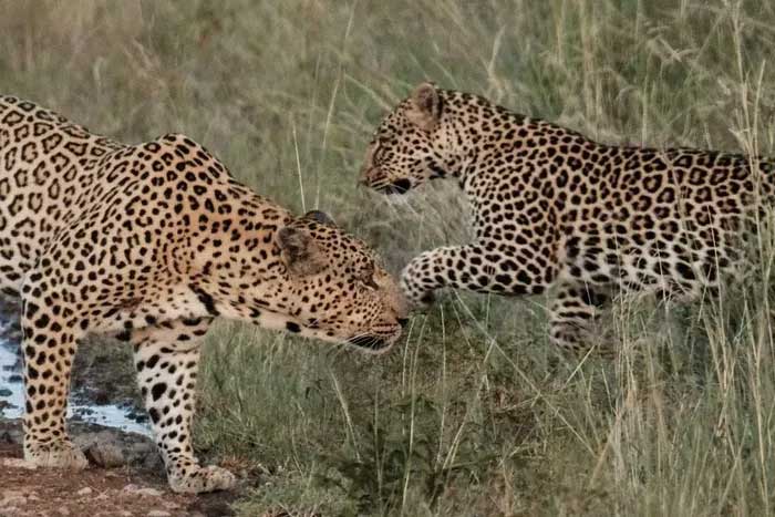 Leopard at Maasai Mara National Reserve, Kenya.