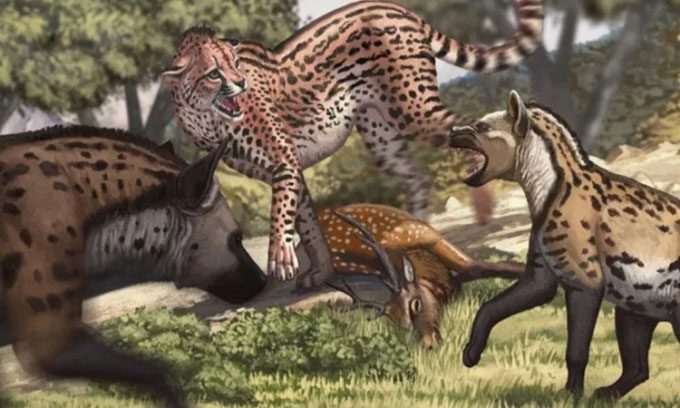 Reconstructed image of the giant cheetah Acinonyx pleistocaenicus.