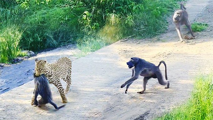 Leopards are particularly fond of hunting chacma baboons.