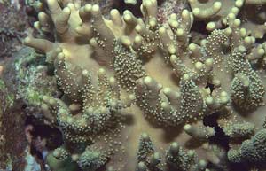 Coral at the Great Barrier Reef