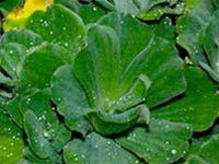 Water Cabbage