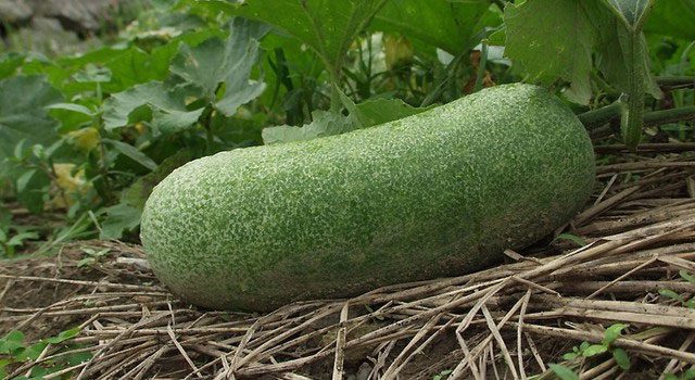 Bitter melon is a fruit with extremely low fat content.
