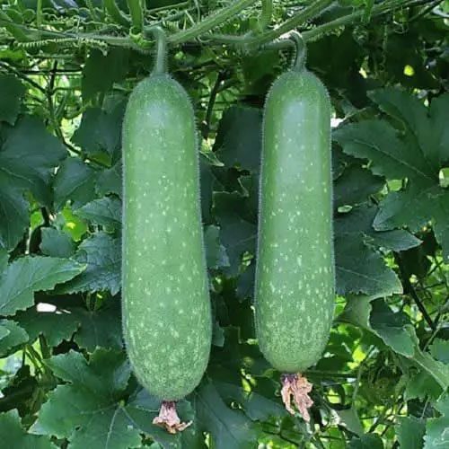 Bitter melon also helps enhance human immunity.