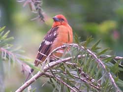 bird tanager