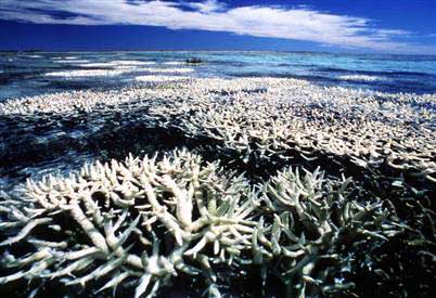 Total area of the Great Barrier Reef is 207,000 km2