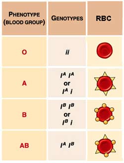 bloodgroups2