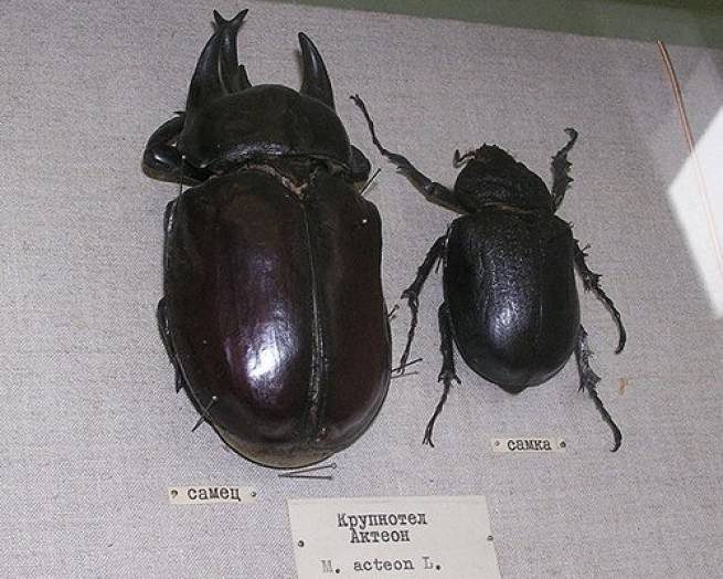 Acteon Beetle