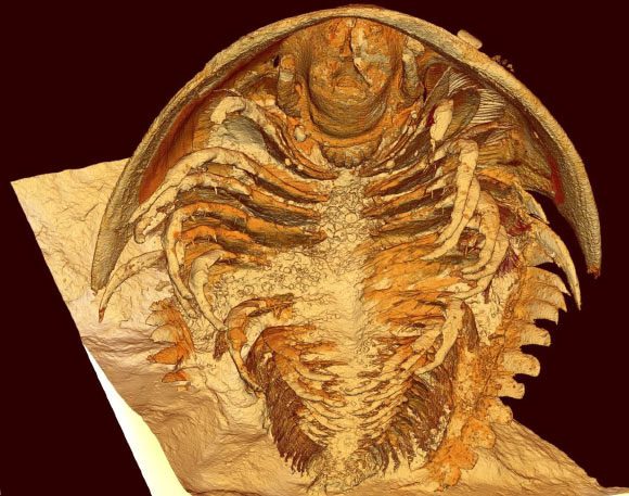 3D fossils excavated in Morocco