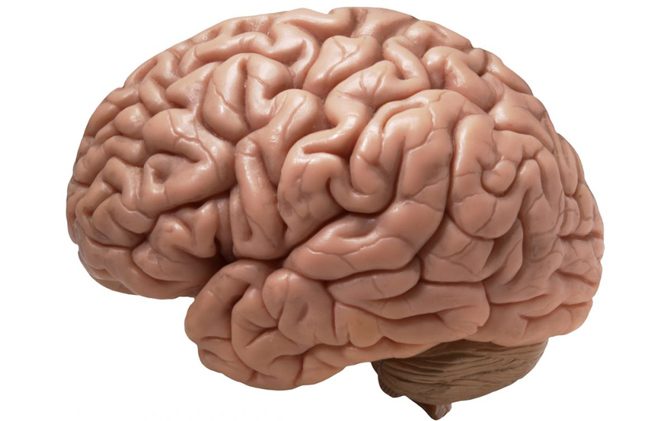 10 shocking facts about the human brain