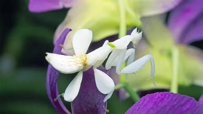 The orchid mantis even utilizes a swaying effect like real petals.