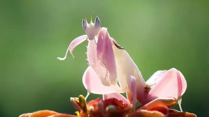 The orchid mantis