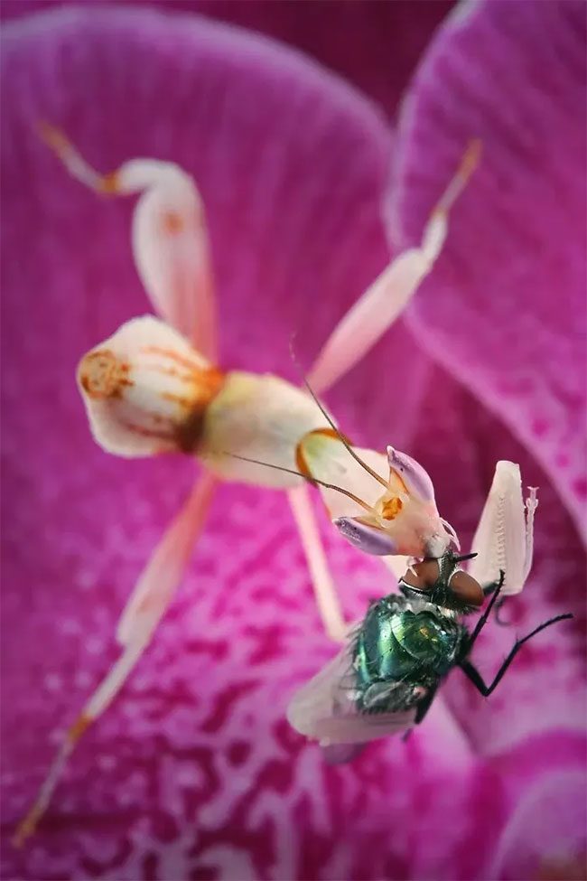 An orchid mantis feeding on a fly.