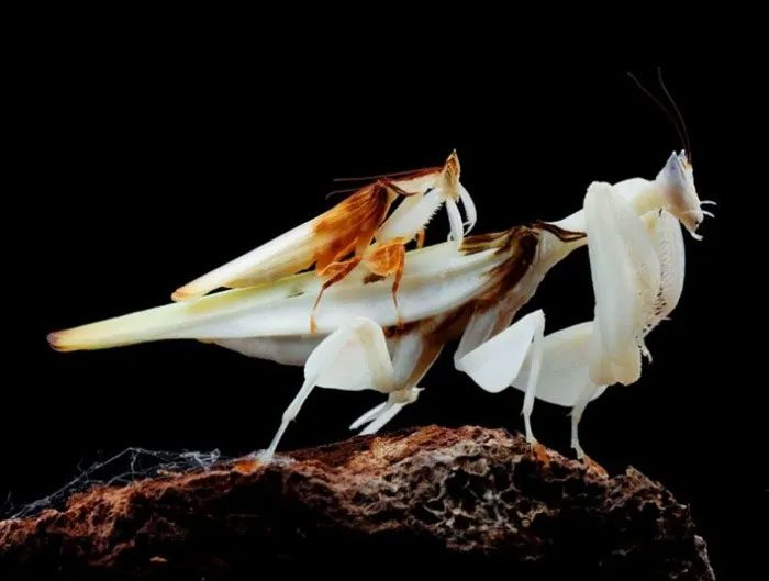 A pair of orchid mantises mating.