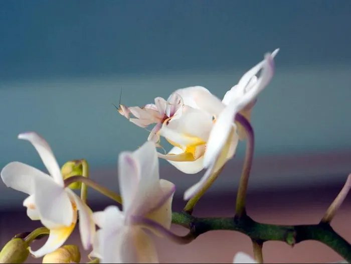 The orchid mantis is nearly invisible among the orchid petals.