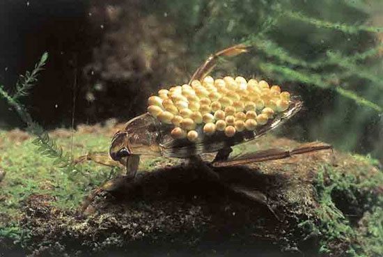 Giant Water Bug