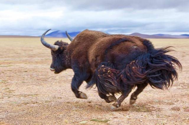 Wild yak is considered the most dangerous animal on the Qinhai-Tibet Plateau.