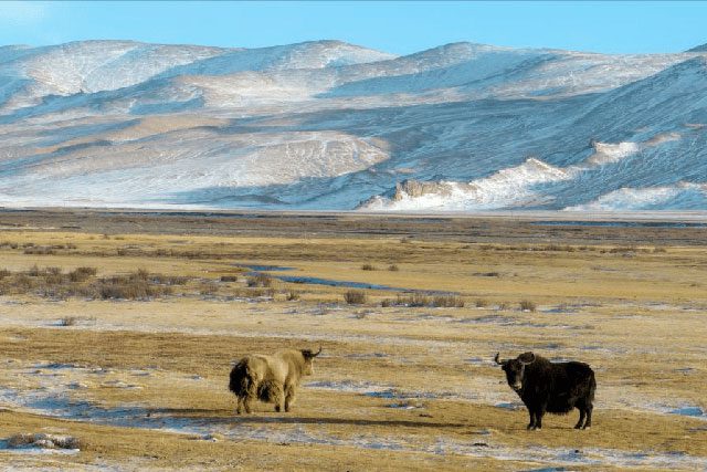 Wild yaks are stronger and more economically valuable than domestic yaks.