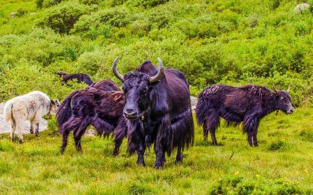 Wild yak provides higher meat and milk yields.