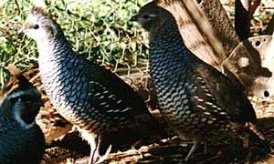 bobwhite quail callipepla squamata 3672